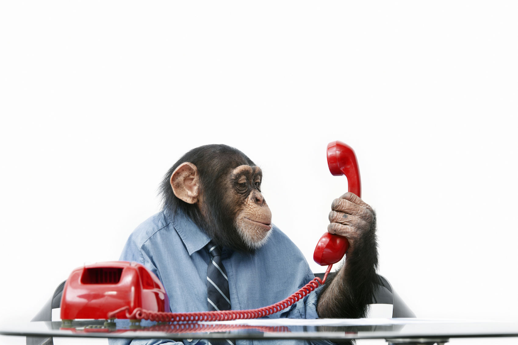 Monkey_customer_service